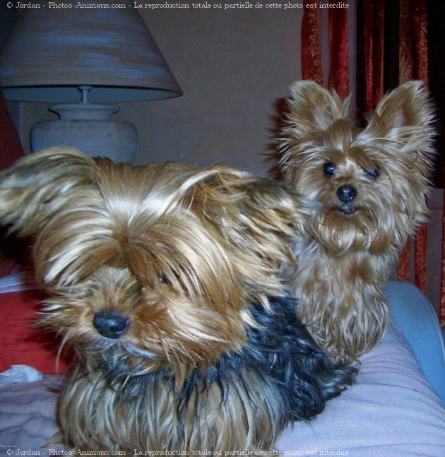 Photo de Yorkshire terrier