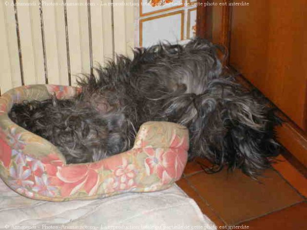 Photo de Cairn terrier