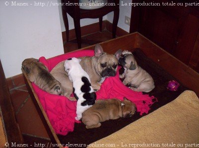 Photo de Bouledogue franais