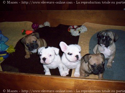 Photo de Bouledogue franais