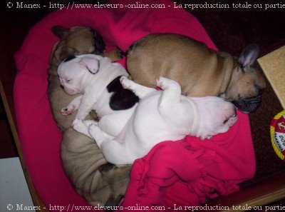 Photo de Bouledogue franais