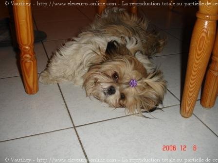 Photo de Shih tzu