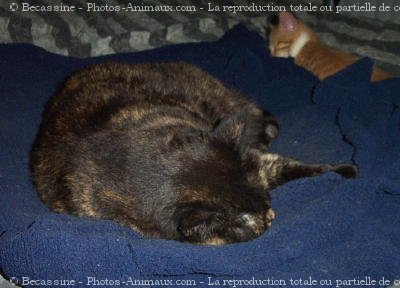 Photo de Chat domestique