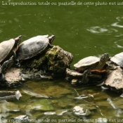 Photo de Tortue