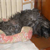 Photo de Cairn terrier