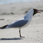 Photo de Mouette