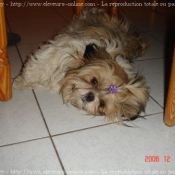 Photo de Shih tzu