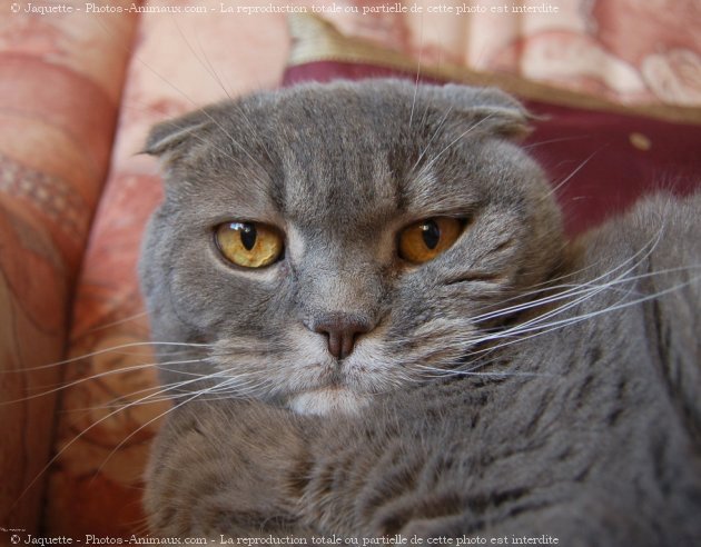 Photo de Scottish fold