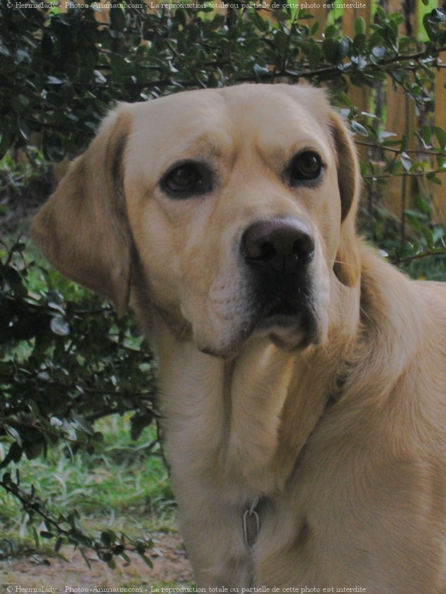 Photo de Labrador retriever