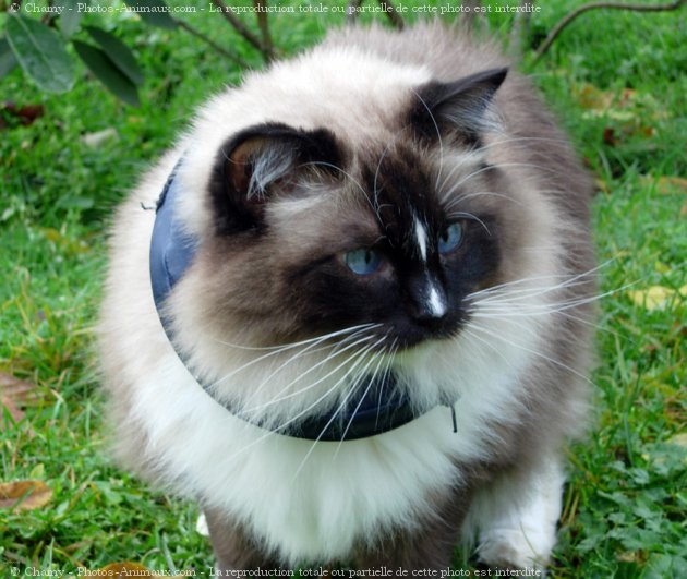 Photo de Ragdoll