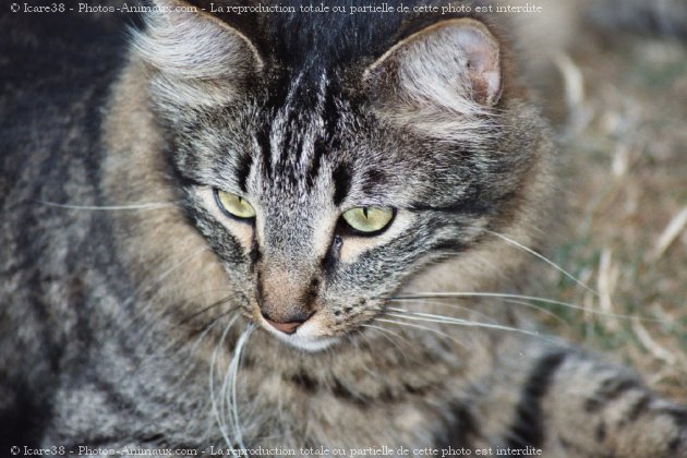 Photo de Chat domestique