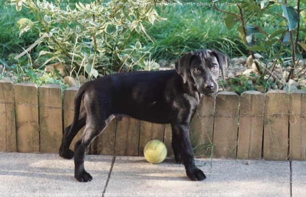 Photo de Labrador retriever