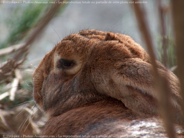 Photo de Lapin