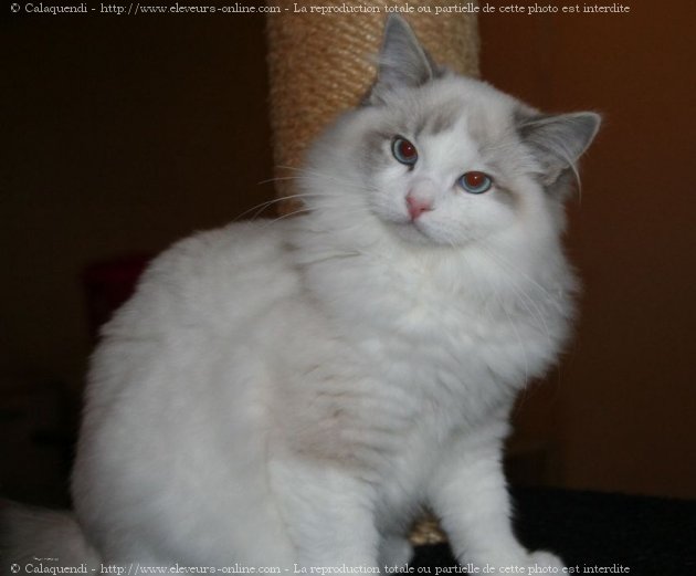 Photo de Ragdoll