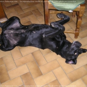 Photo de Labrador retriever