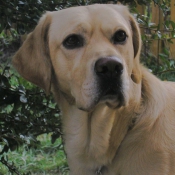 Photo de Labrador retriever