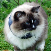 Photo de Ragdoll