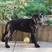 Photo de Labrador retriever