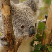 Photo de Koala