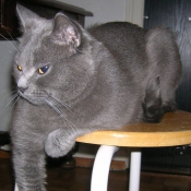 Photo de Chartreux