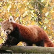 Photo de Panda roux