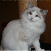 Photo de Ragdoll