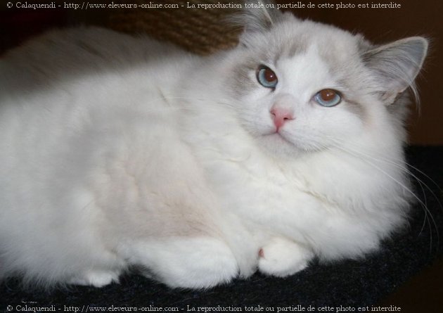 Photo de Ragdoll