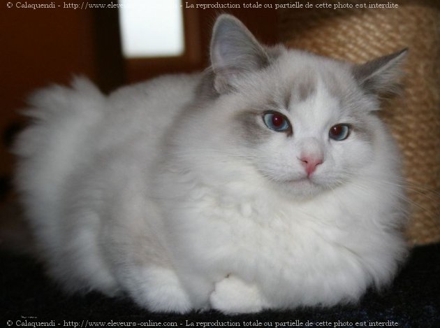 Photo de Ragdoll