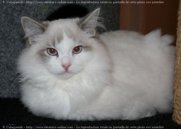 Photo de Ragdoll