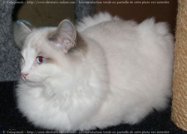 Photo de Ragdoll