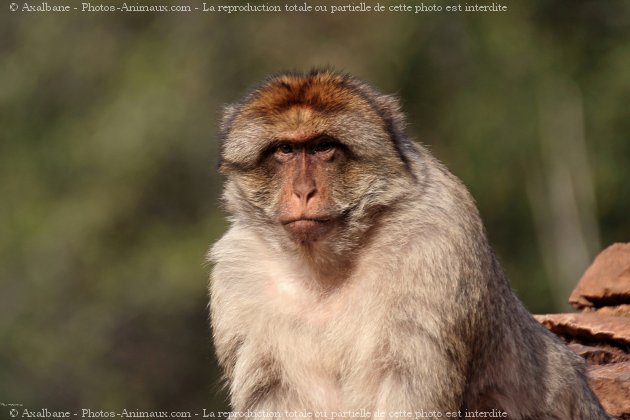 Photo de Singe