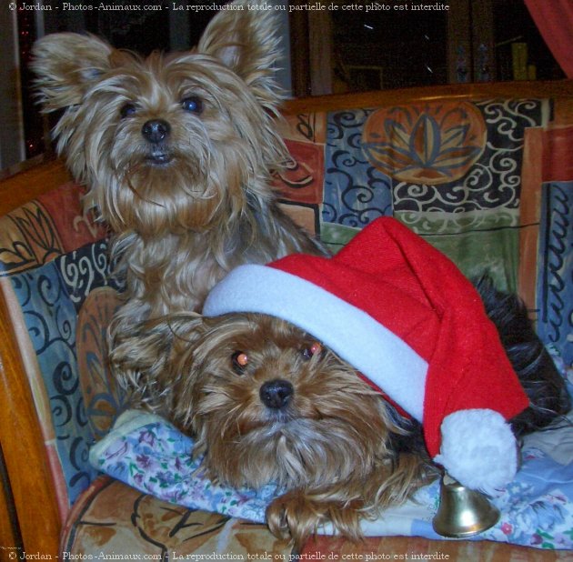 Photo de Yorkshire terrier