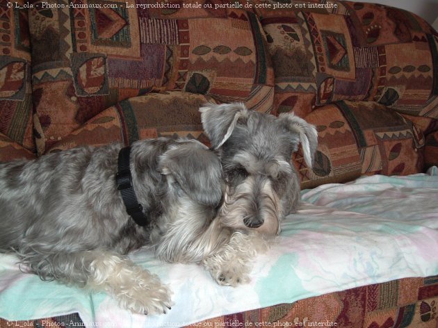 Photo de Schnauzer nain