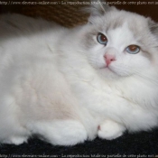 Photo de Ragdoll