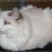 Photo de Ragdoll