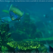 Photo de Poissons exotiques