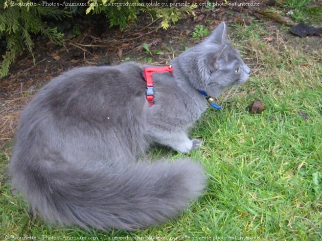 Photo de Nebelung