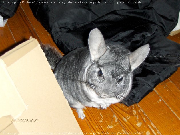 Photo de Chinchilla