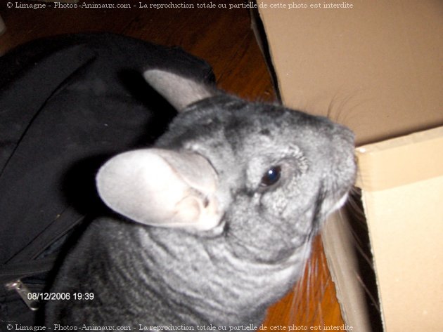 Photo de Chinchilla