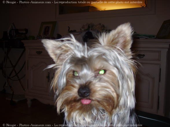 Photo de Yorkshire terrier