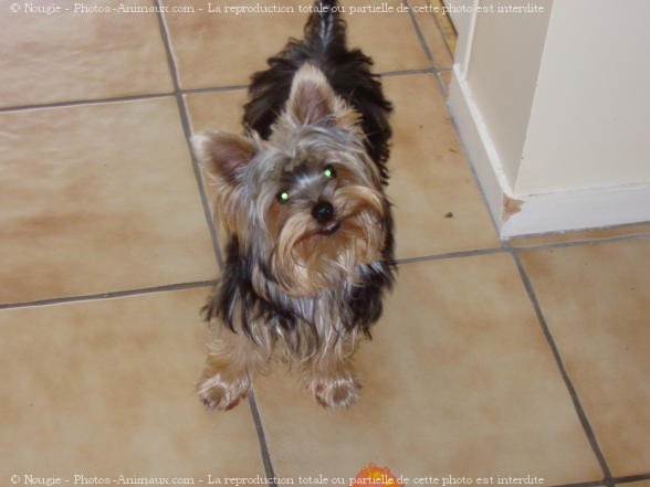 Photo de Yorkshire terrier