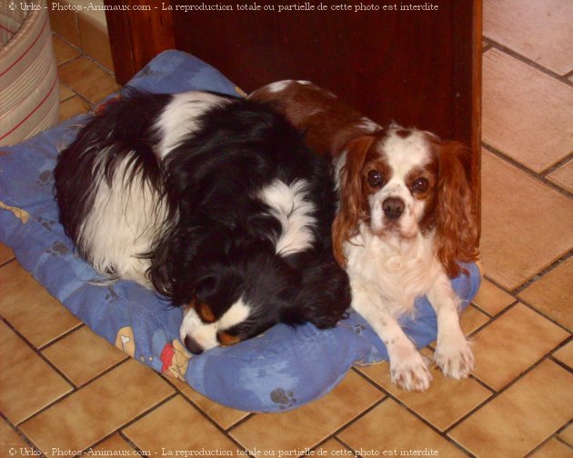 Photo de Cavalier king charles spaniel