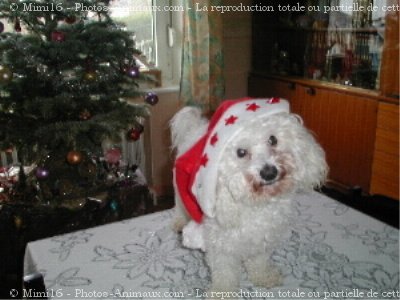 Photo de Bichon  poil fris