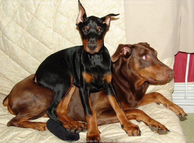 Photo de Dobermann