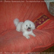 Photo de Bichon  poil fris