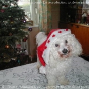 Photo de Bichon  poil fris