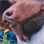 Photo de Labrador retriever