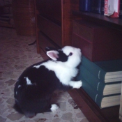 Photo de Lapin