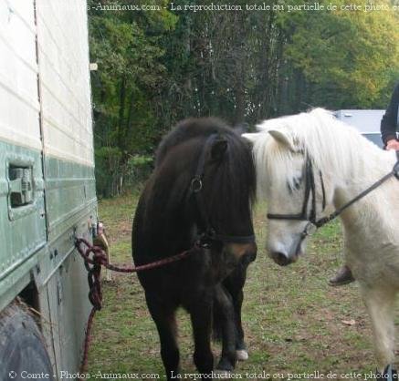 Photo de Races diffrentes