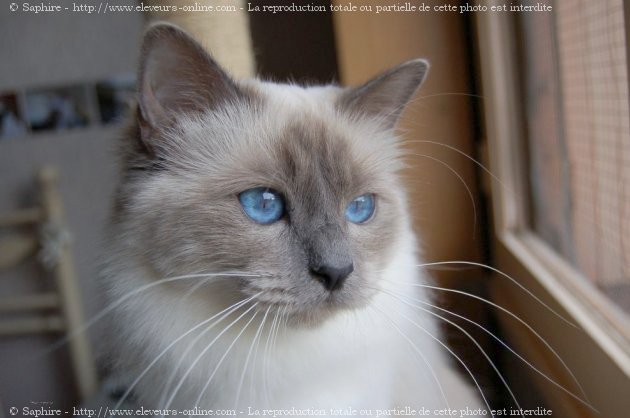 Photo de Sacr de birmanie